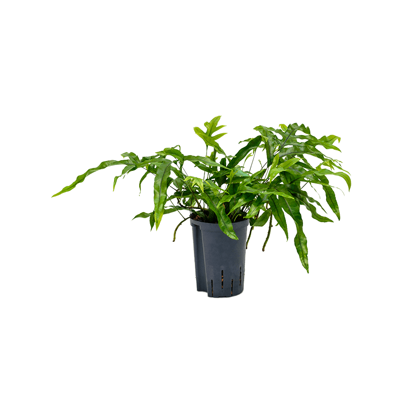 Microsorum diversifolium 