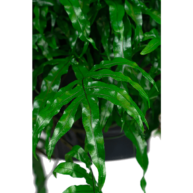 Microsorum diversifolium