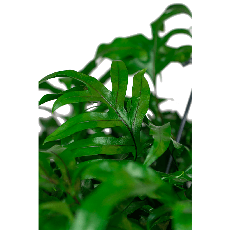 Microsorum diversifolium S
