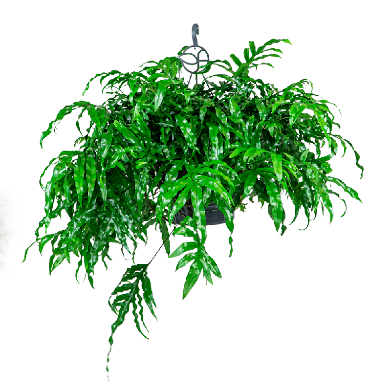 Microsorum diversifolium