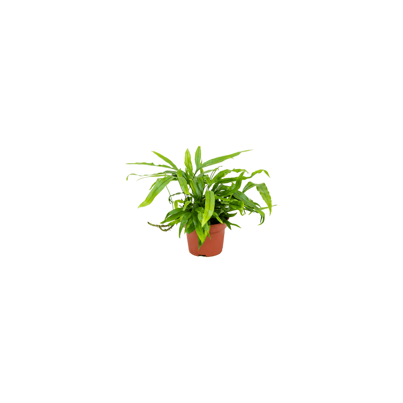 Microsorum diversifolium S