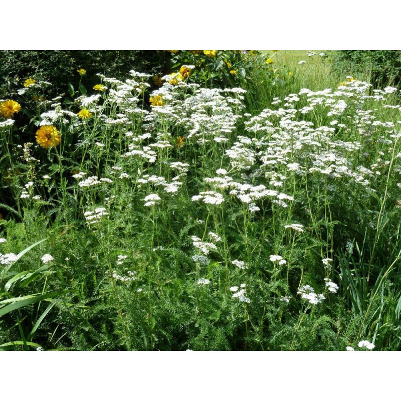 Achillea millefolium - biologisch
