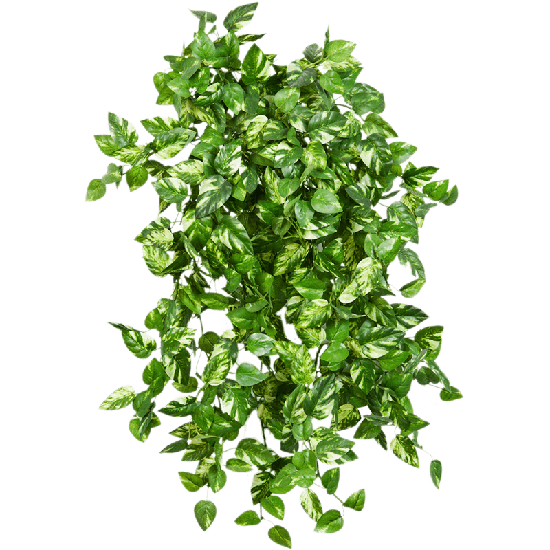Scindapsus Marble Queen - kunstplant