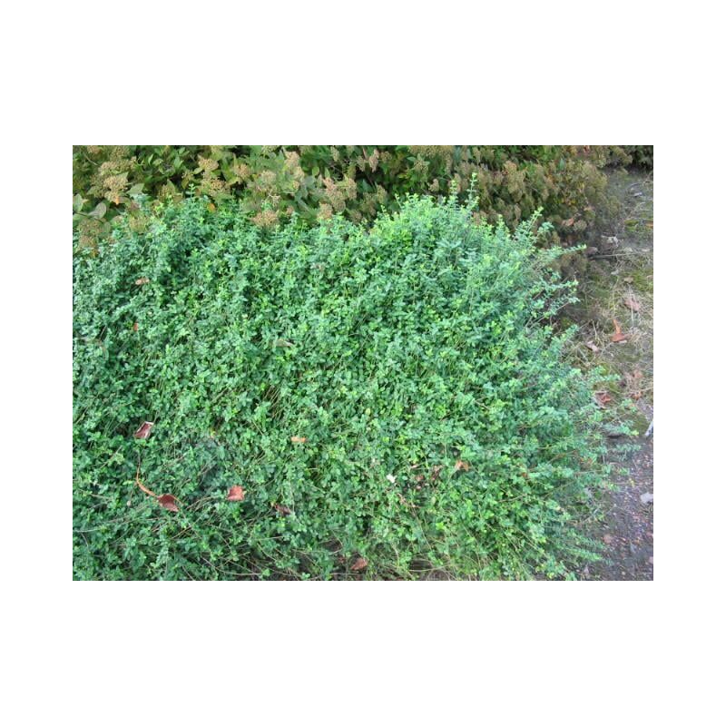 Euonymus Minimus