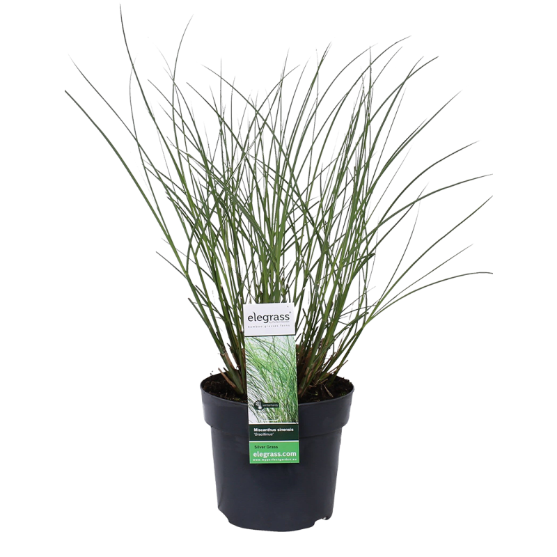 Miscanthus Gracillimus 