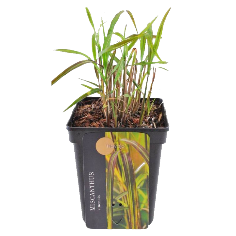 Miscanthus sinensis 