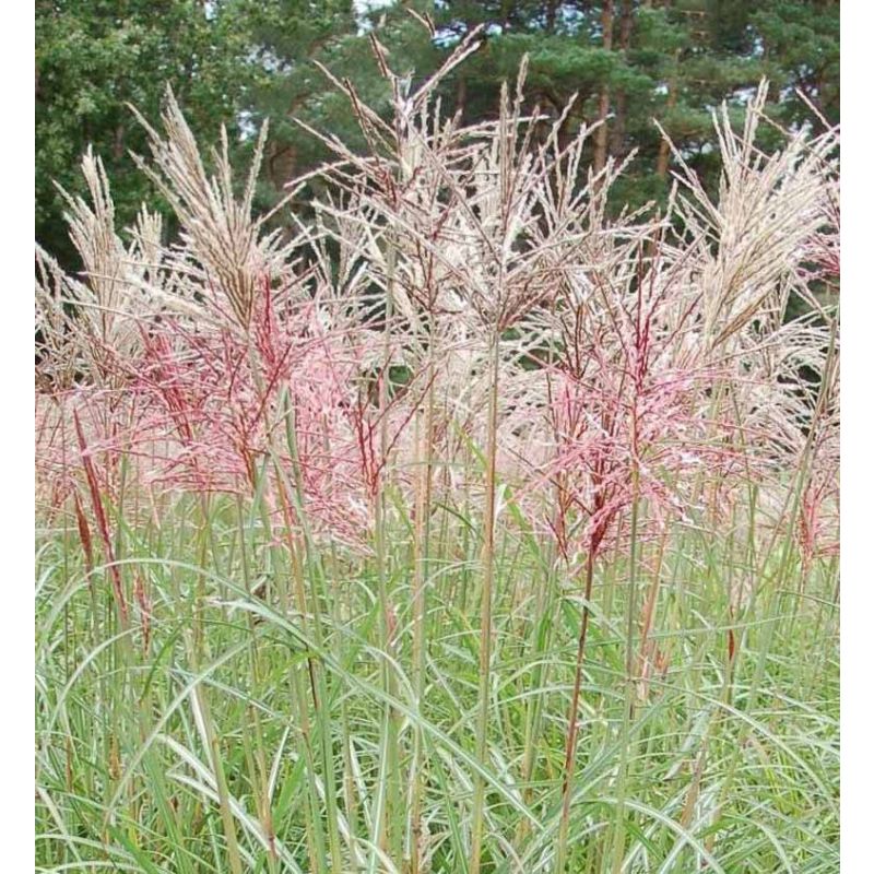 Miscanthus Ferner Osten 