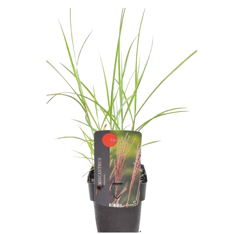 Miscanthus Ferner Osten 