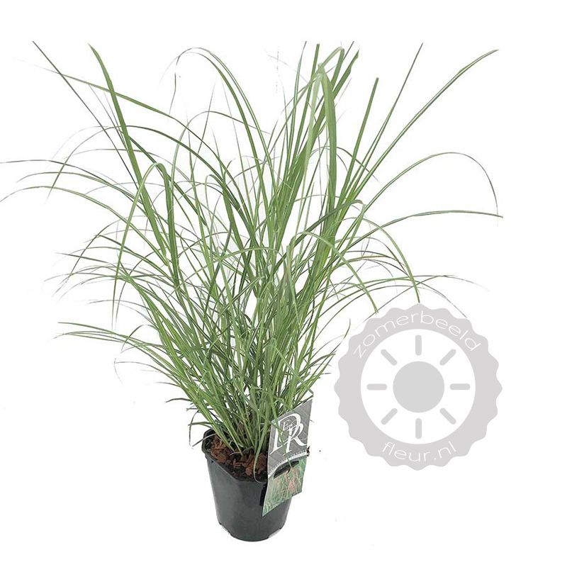 Miscanthus Flamingo 