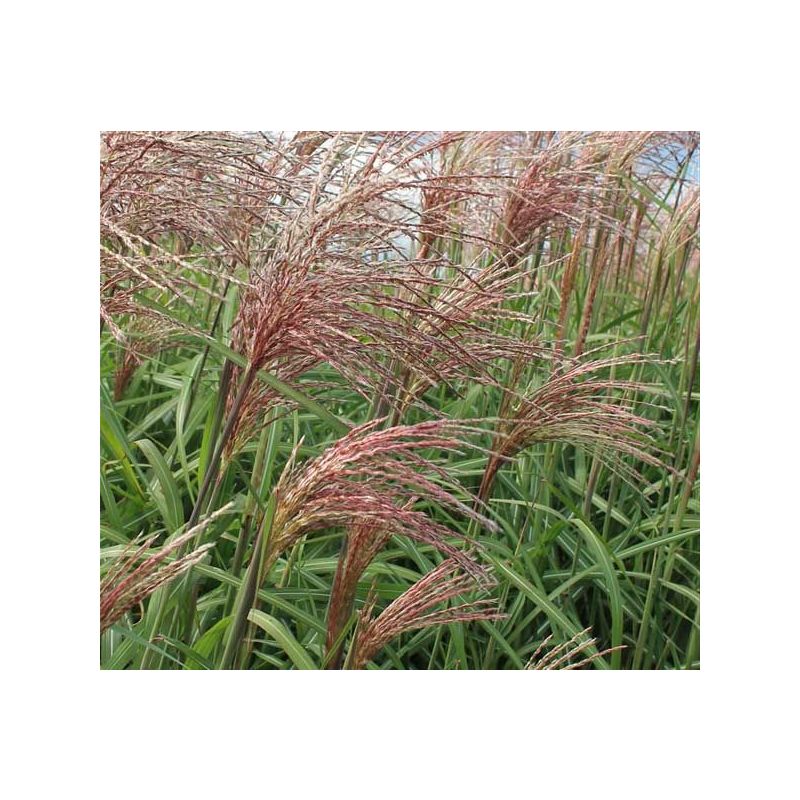 Miscanthus Flamingo 
