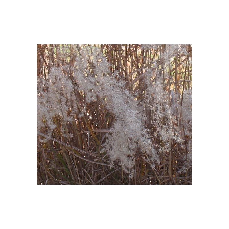 Miscanthus Graziella