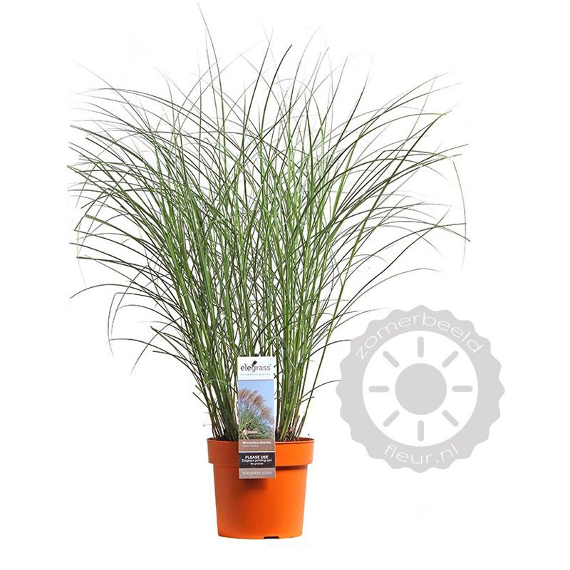 Miscanthus Grosse Fontäne
