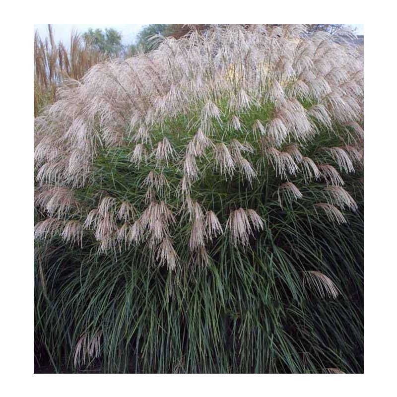 Miscanthus Grosse Fontäne