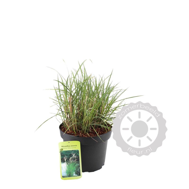 Miscanthus Kleine Silberspinne