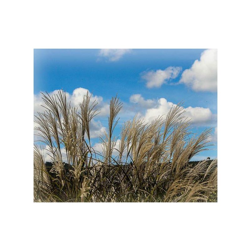 Miscanthus Malepartus