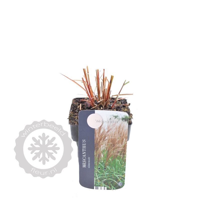 Miscanthus Malepartus