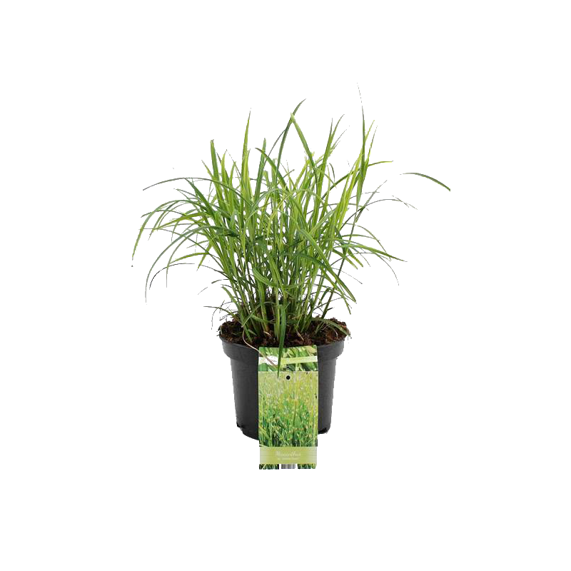 Miscanthus Silberfeder