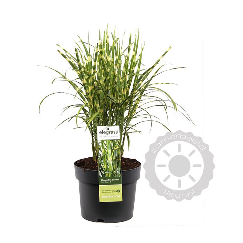 Miscanthus Zebrinus 