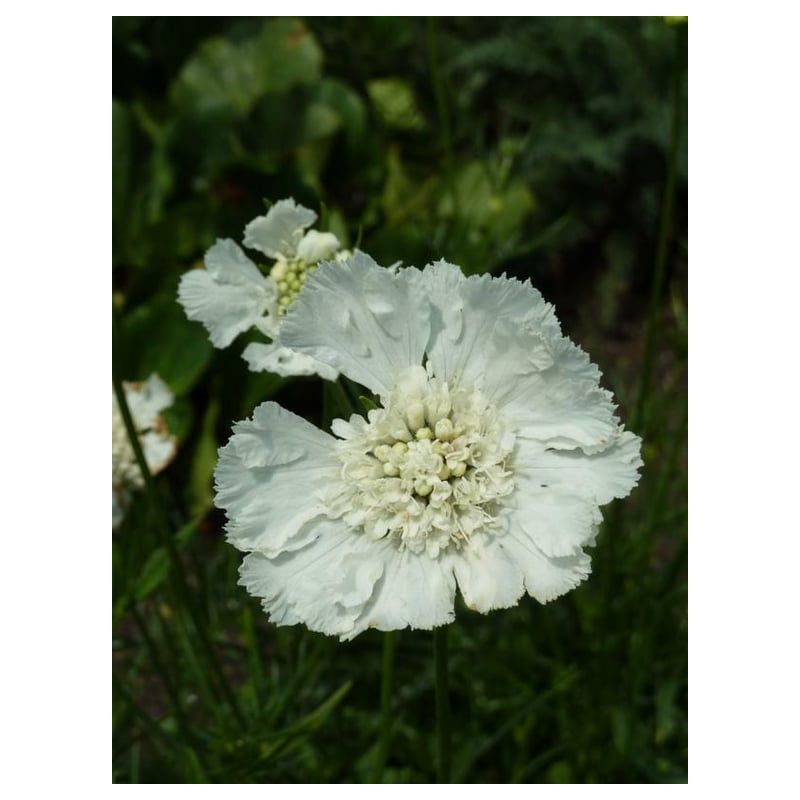 Scabiosa Miss Willmott 