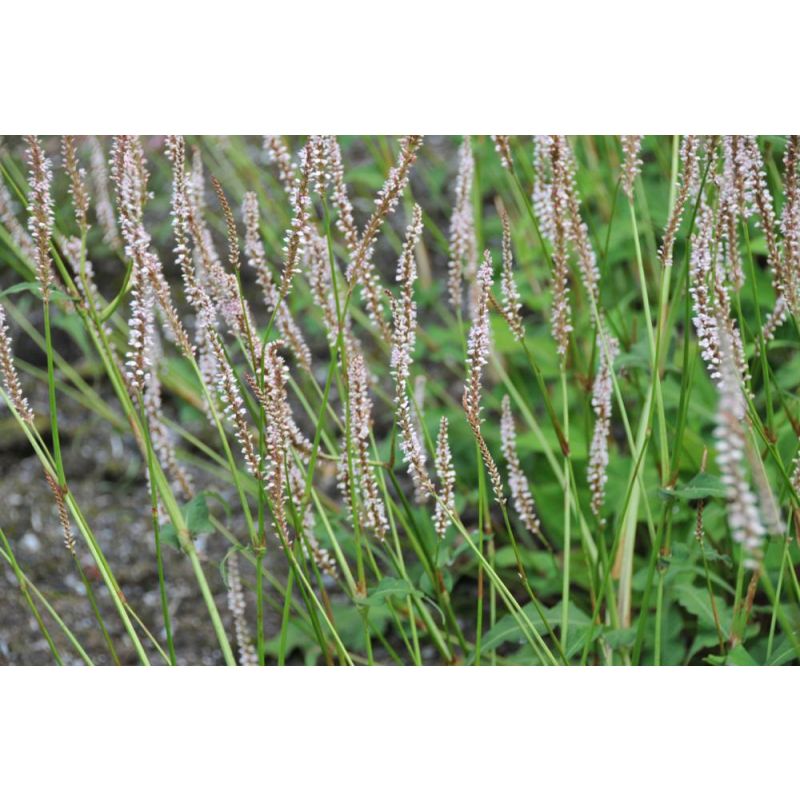 Persicaria Pink Mist 