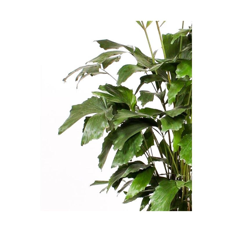 Caryota mitis bush XXL