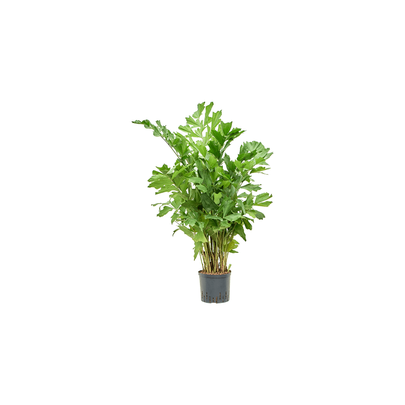 Caryota mitis