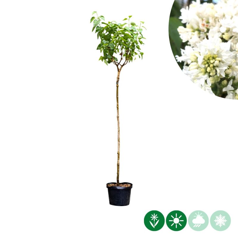 Syringa Mme Lemoine op stam