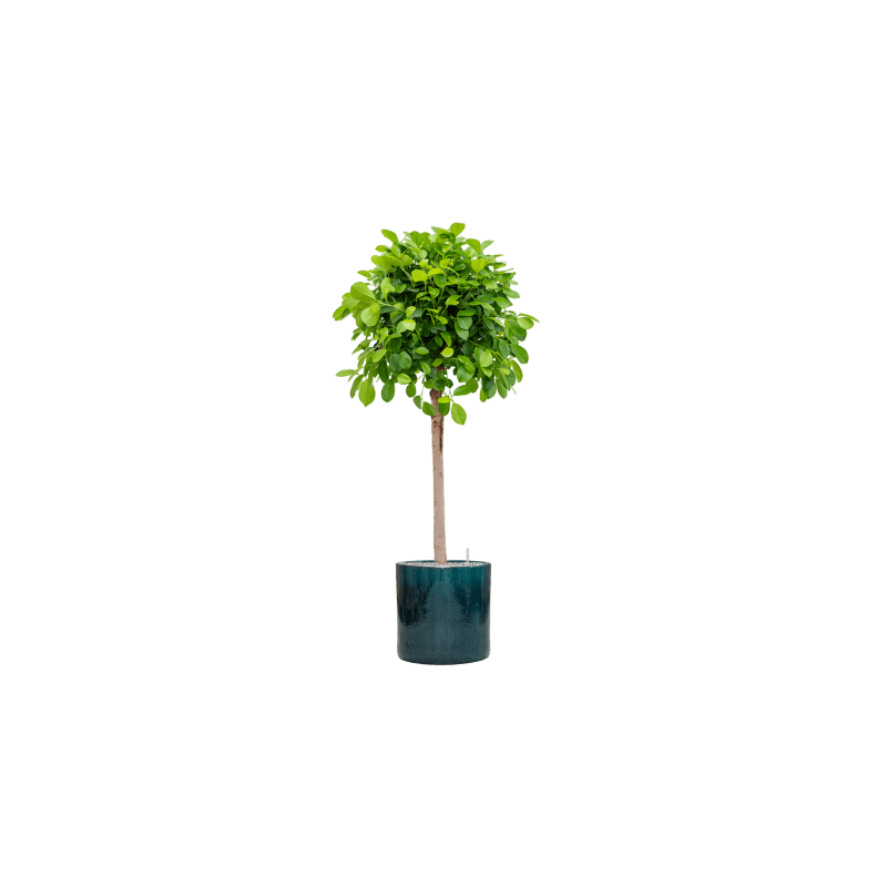 Ficus Moclame op stam
