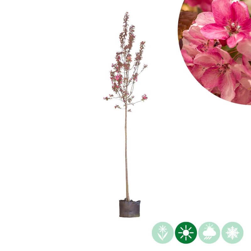 Malus Mokum