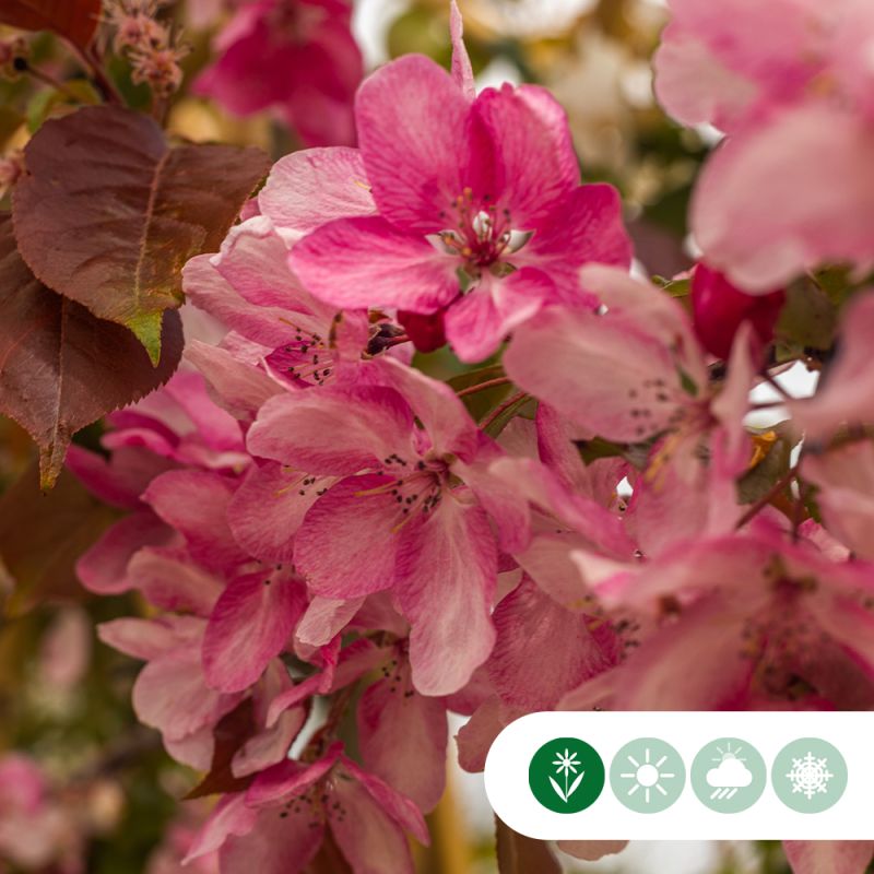 Malus Mokum