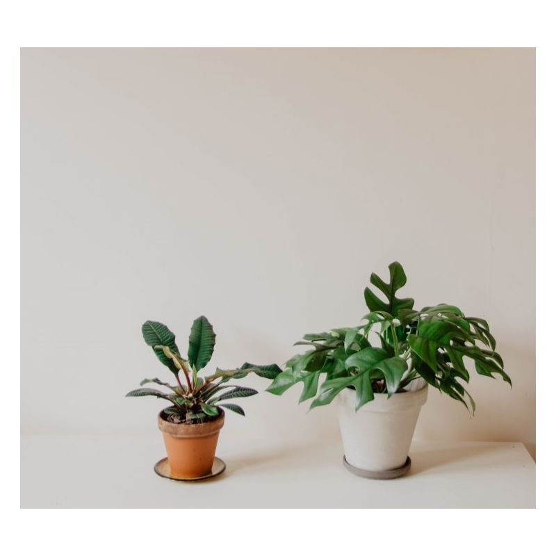 Monstera minima 