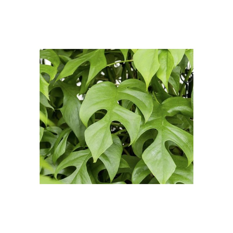 Monstera minima 