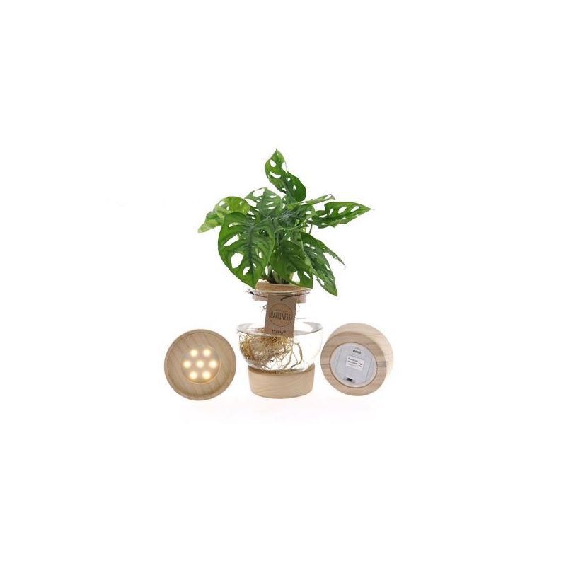 Monstera Adansonii in Kingstonglas met LED