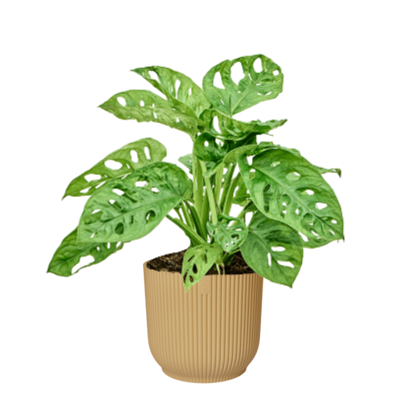 Monstera adansonii in Elho Vibes geel