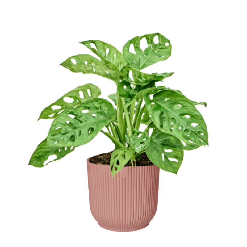 Monstera adansonii in Elho Vibes roze