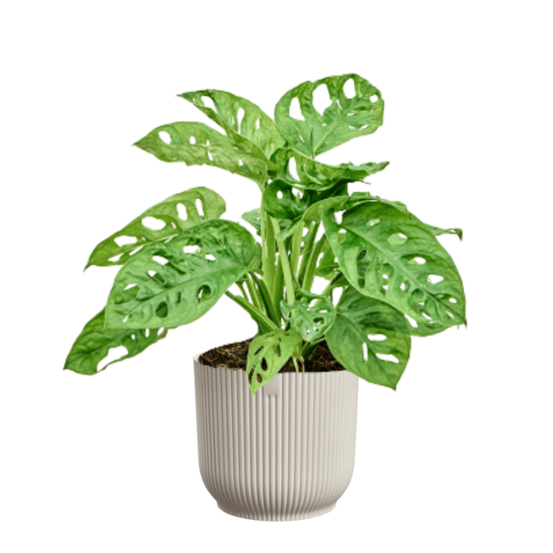 Monstera adansonii in Elho Vibes wit