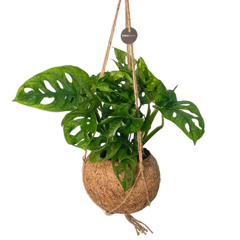 Monstera adansonii in Kokodama