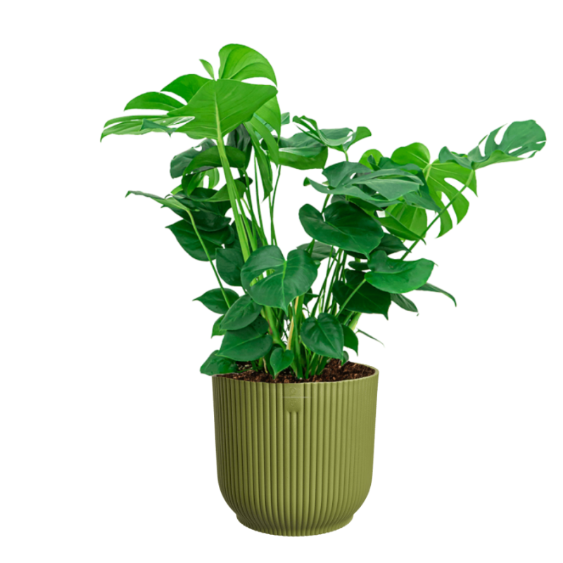 Monstera Deliciosa in Vibes groen
