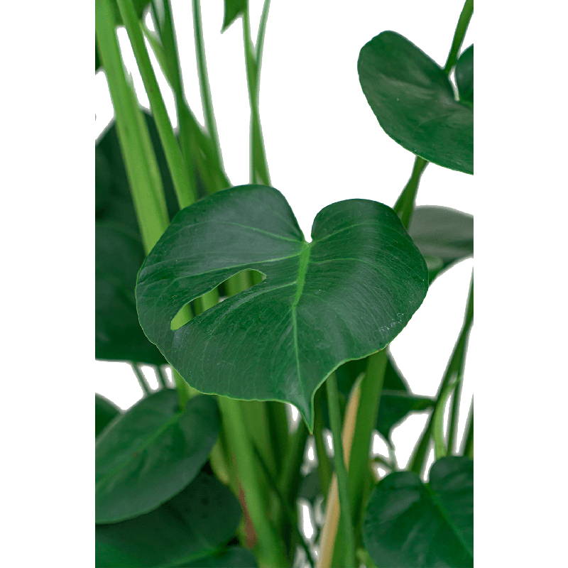 Monstera Deliciosa in watergevende Rondo bruin