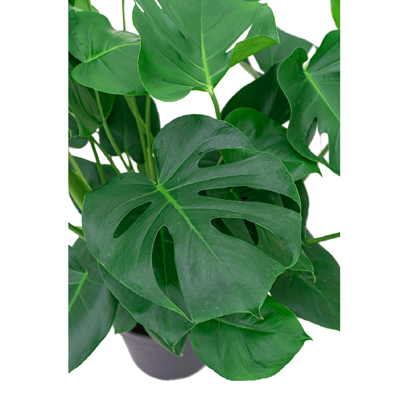 Monstera Deliciosa in watergevende Rondo bruin