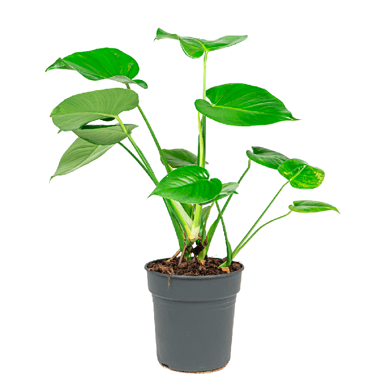 Monstera deliciosa