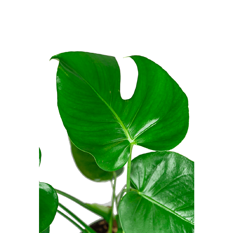 Monstera Deliciosa in Vibes antraciet