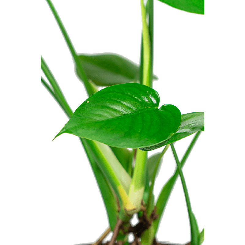 Monstera Deliciosa in Vibes groen