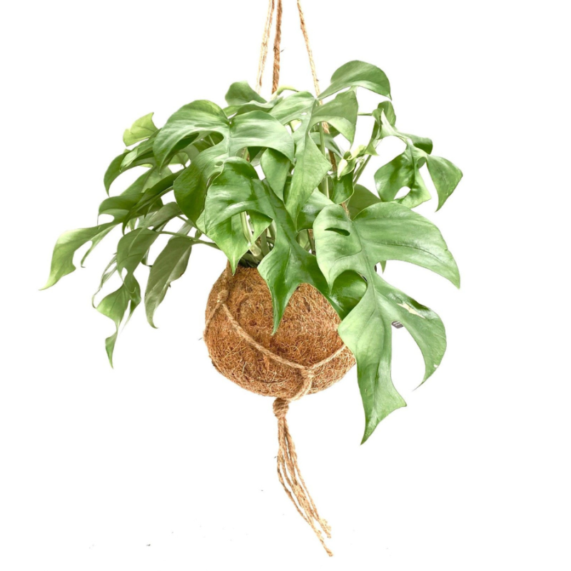 Monstera minima in Kokodama