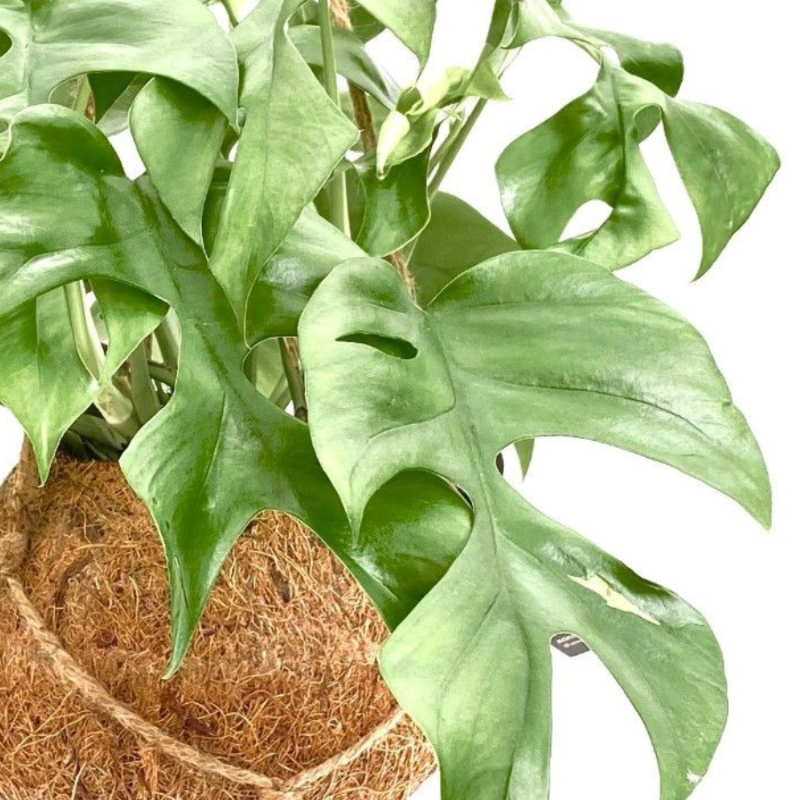 Monstera minima in Kokodama