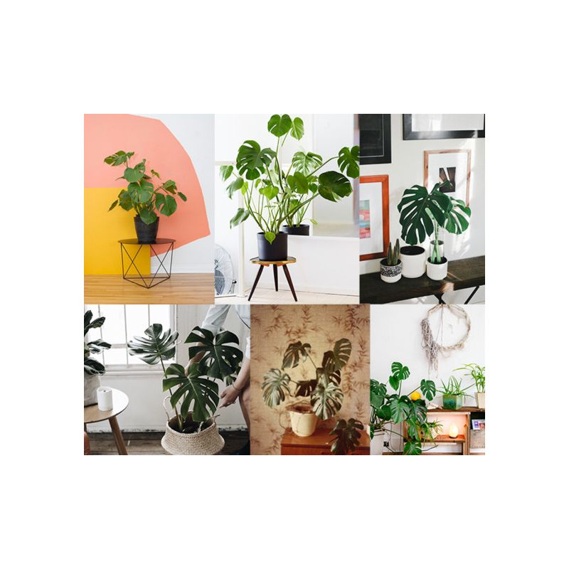 Monstera Deliciosa in Vibes antraciet
