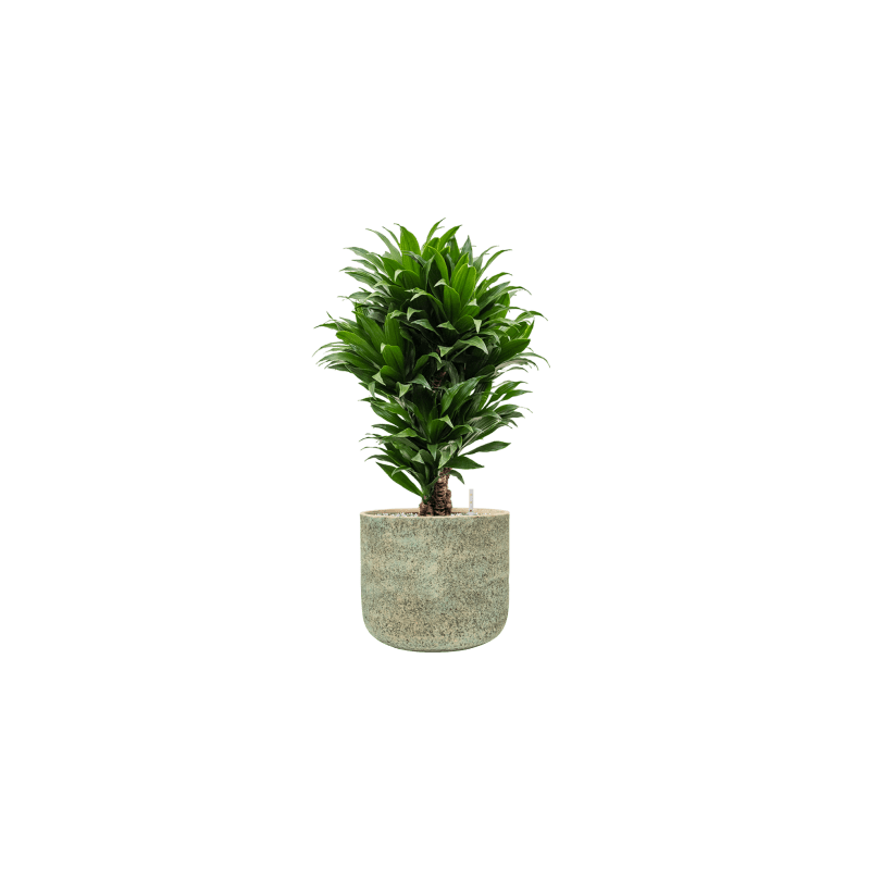 Mont Blanc Cylinder Groen