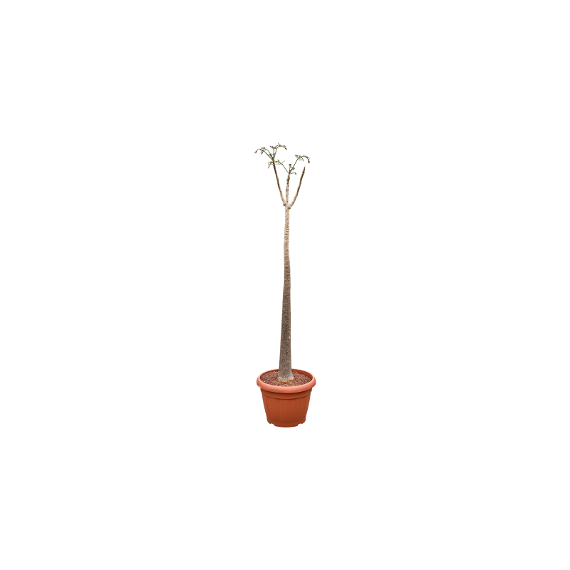 Moringa oleifera