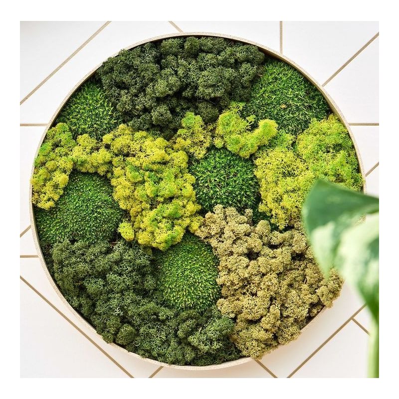 Mosschilderij Rond 30% Bolmos 70% Rendiermos Antraciet