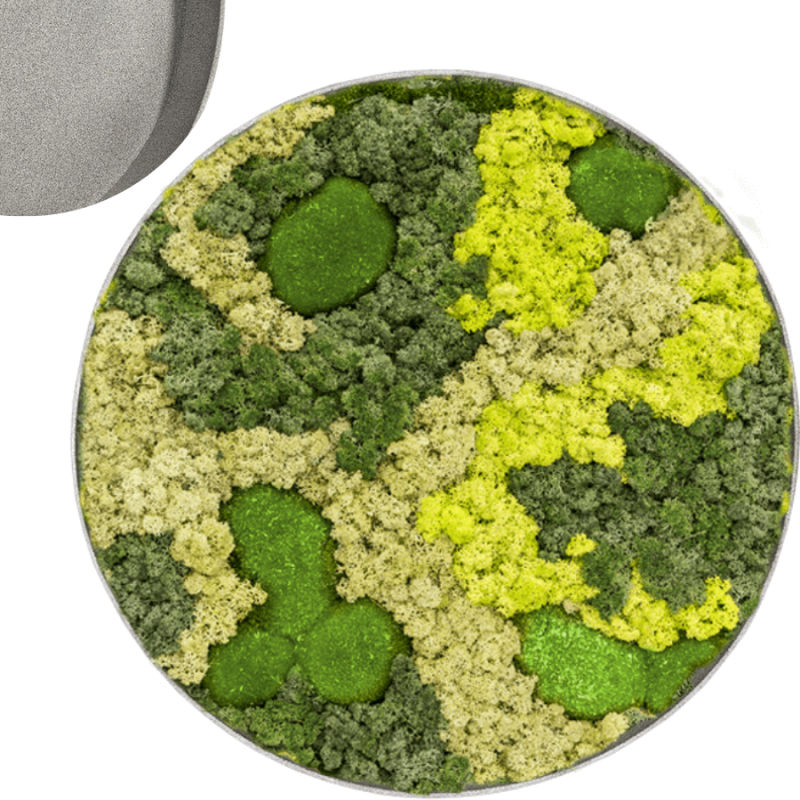Mosschilderij Rond 30% Bolmos 70% Rendiermos Natural